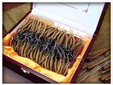 泗县冬虫夏草回收